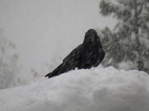 raven in snow